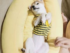 -逗柴咖啡屋·狗咖猫咖宠物桌游