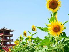 -杭州湾海上花田景区