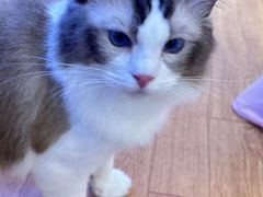 -猫冇咖·家门口的撸猫馆(大融城店)