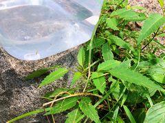 -碓臼峪自然风景区