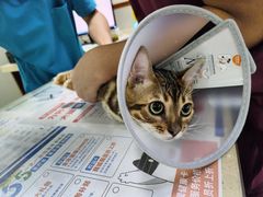 -艾贝尔宠物诊疗