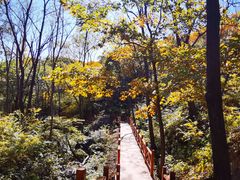 -大岭沟猕猴桃谷风景区