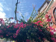 -溪岸路花鸟市场