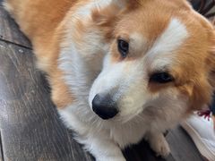 -肥朵食堂(带梦胡同店)