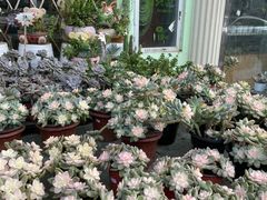 -海吉星国际农产品物流管理有限公司