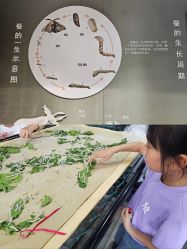 -太湖雪蚕桑文化园