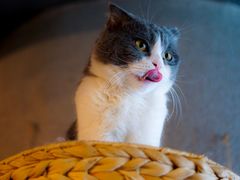 -共舞时光猫咖·狗咖(新街口店)