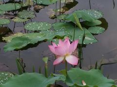 -映月湖公园