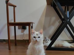 -楼上猫咖(罗湖店)