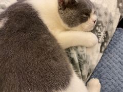 -猫大福·Fortune Cat猫舍(百子湾店)
