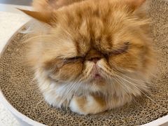 -飞行喵MR PILOT|猫舍·猫咖(静安大融城店)