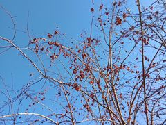 -哈密回王府景区