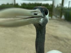 -盐城丹顶鹤湿地生态旅游区