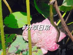 -黄兴公园