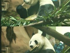 -成都动物园