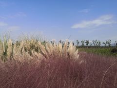 -漩门湾国家湿地公园