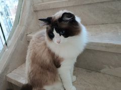 -Catmate·猫肥家润(金润铂宫店)