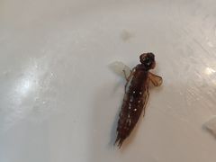 -光明邨大酒家(汇阳广场店)