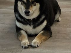 -柴迷FANS CLUB·柴犬狗咖·猫咖
