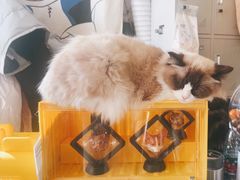 -平行世界·猫咖(首经贸店)