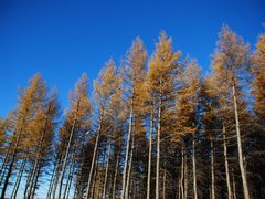 -塞罕坝国家级自然保护区