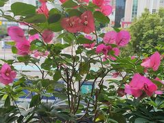 -莞香楼·正宗东莞菜(东升店)