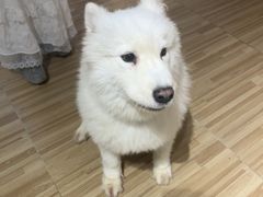 -喵小馆·猫咖狗咖猪咖·饮品店