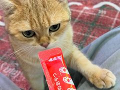 -大型宠物商超·宠海王国·宠物猫狗活体·用品·美容(新世界百货重庆店)