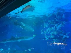 -烟台海昌鲸鲨海洋公园