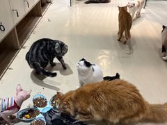 -藏猫猫咖啡主题馆(中央大道店)
