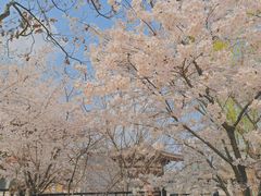 -西安青龙寺遗址景区