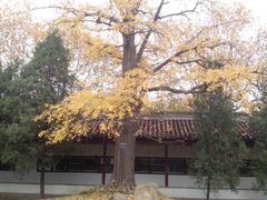 苏州文庙-苏州文庙(姑苏区)