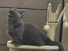 -lincat·猫舍(广州店)