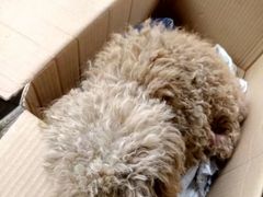 -瑞鹏宠物医院·爱宠堂·骨外专科(西荷分院)