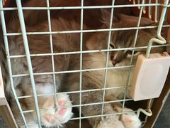 -肥安娜·小吃·饮品