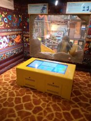 -卡通尼·Safari非洲探索乐园·生日会(金桥国际商业广场店)