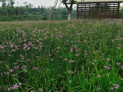 -白鹭湾湿地公园