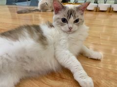 -momokira米努特·德文卷毛猫·棉花面纱犬