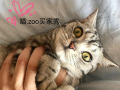 -喵zoo家庭繁育猫舍(尖东智能花园店)