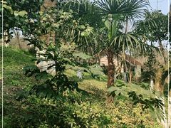 -南山植物园