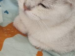 -COLOR PETS 撸猫馆·购猫·猫咖(长风大悦城店)