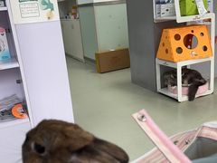 -美美宠物诊疗中心·异宠·骨科(滨江东信分院)