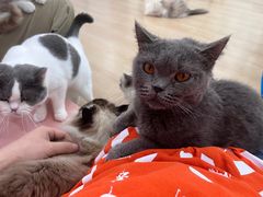 -1013 PET SHOP 宠物商店(近铁城市广场店)