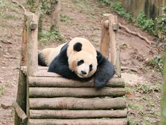 -中国大熊猫保护研究中心雅安碧峰峡基地