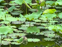 -昆山城市生态森林公园