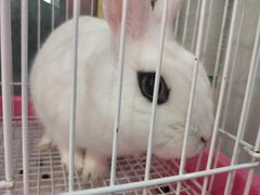 -宠物兔专门店(天丰利市场店)