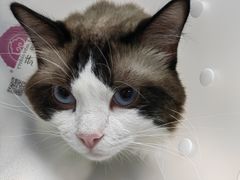 -纳吉亚猫专科动物诊疗中心(蒋宅口分院)