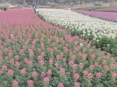 -径山花海