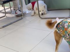 -怪兽屋·羊驼·猫咖·狗咖(俊华广场店)