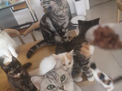 -平行世界·猫咖(首经贸店)